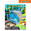 Orb Goo-Natomy Lab Specimen Explorer Kit